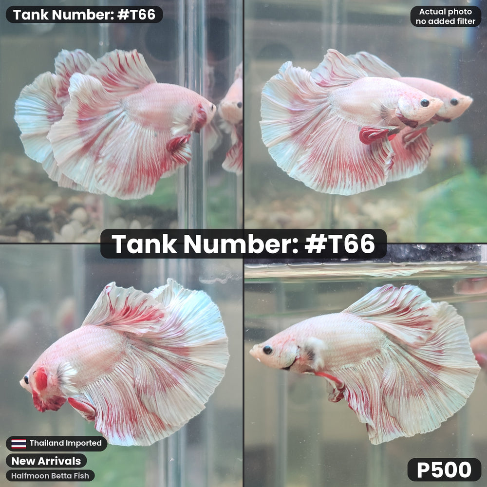 T66 Male Halfmoon Betta