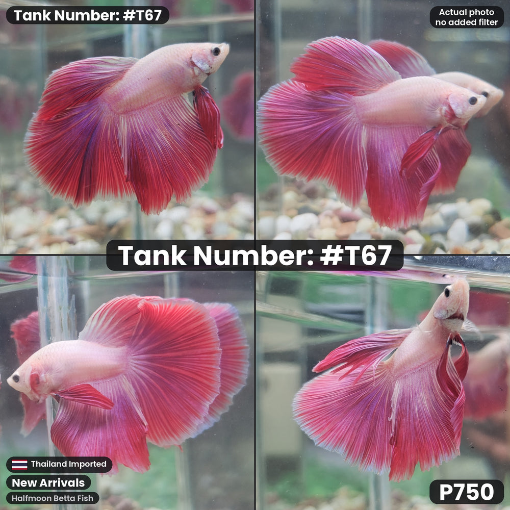 T67 Male Halfmoon Betta