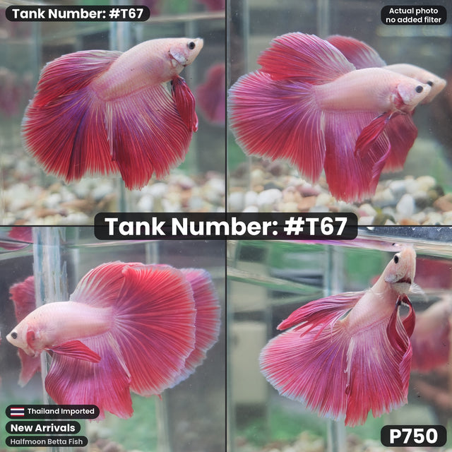 T67 - Male Halfmoon