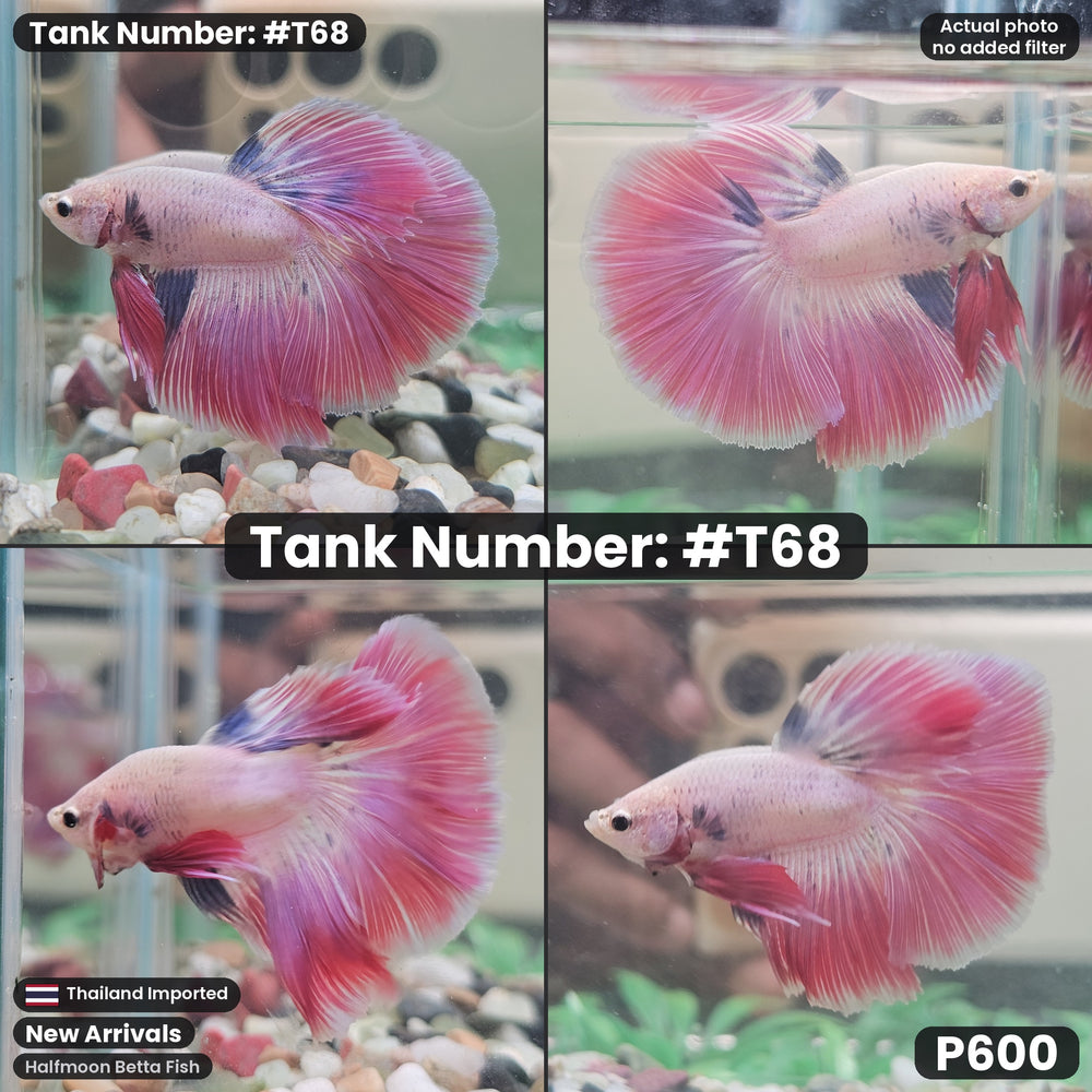 T68 Male Halfmoon Betta
