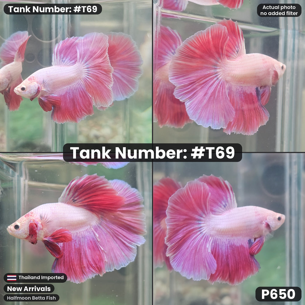 T69 Male Halfmoon Betta