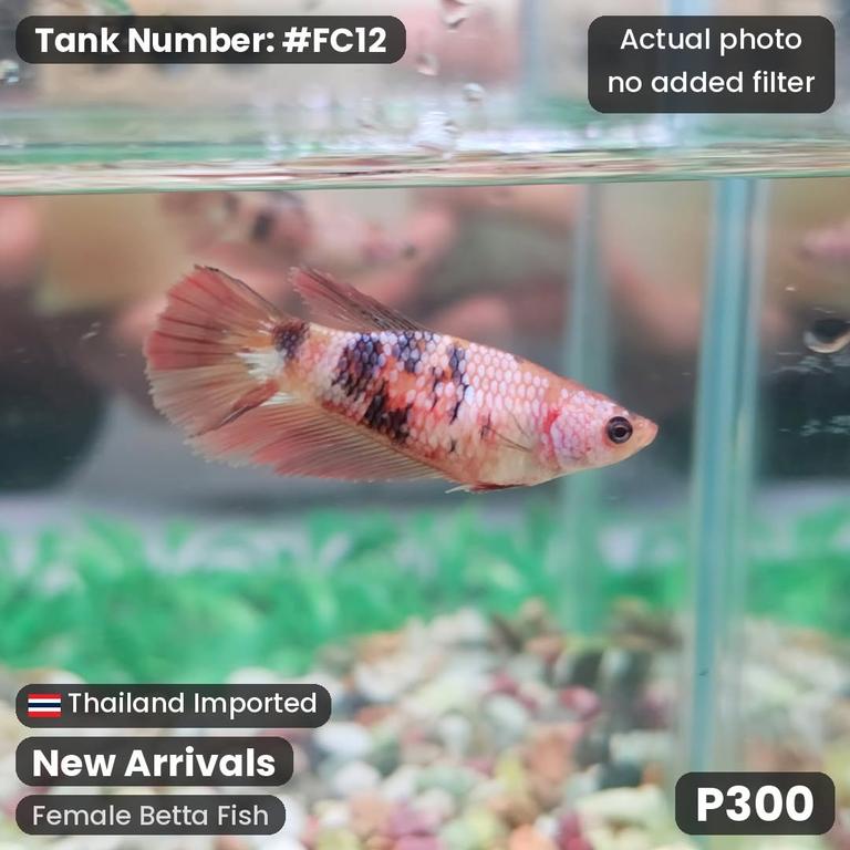 FC12 · Female Betta Fish