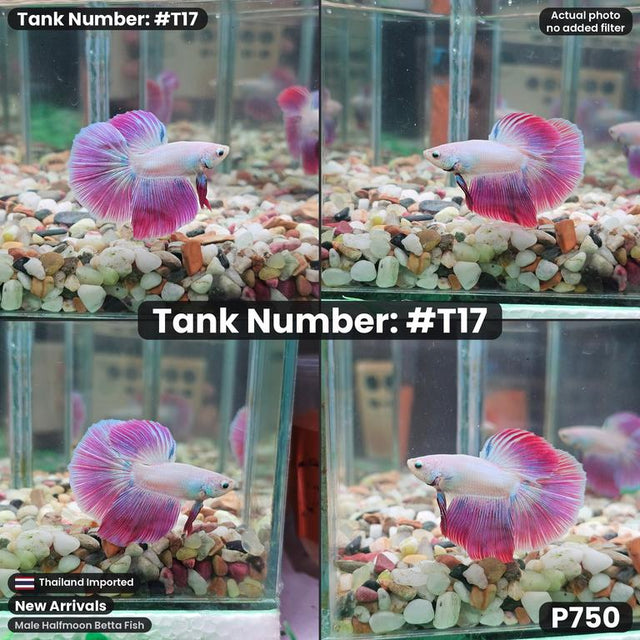 T17 - Male Purple