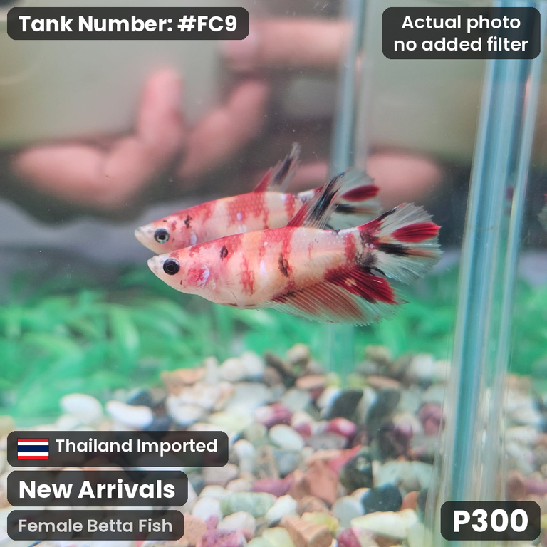 FC9 · Female Betta Fish