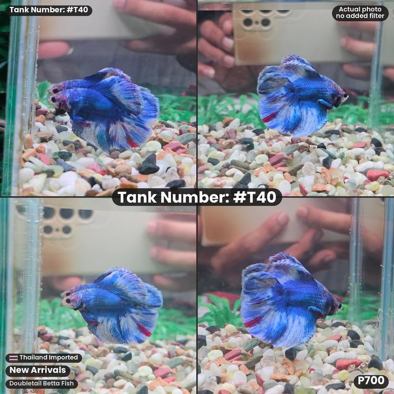 T40 · Male Doubletail Betta Fish