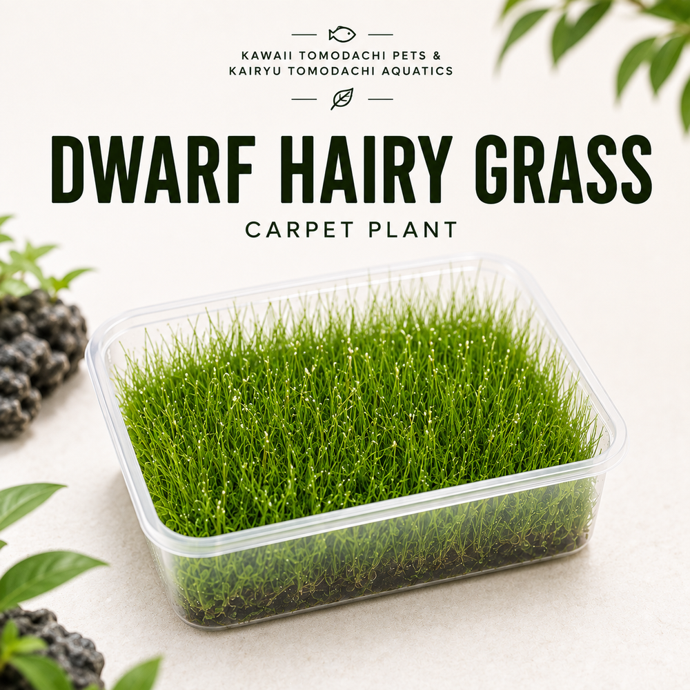 Dwarf Hairy Grass (Eleocharis sp.) Live Aquarium Plant