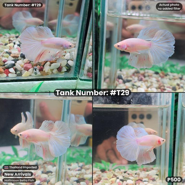 T29 - Male Light