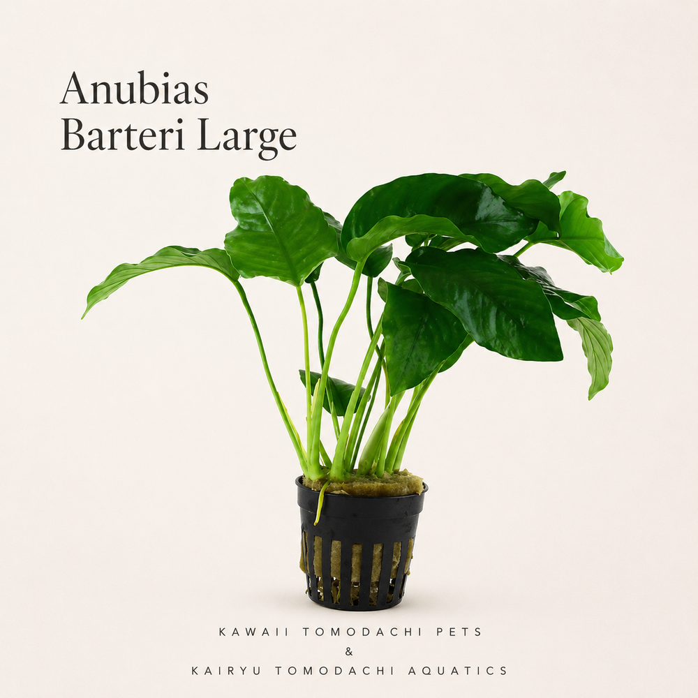 Anubias Barteri Live Aquarium Plant (Large)