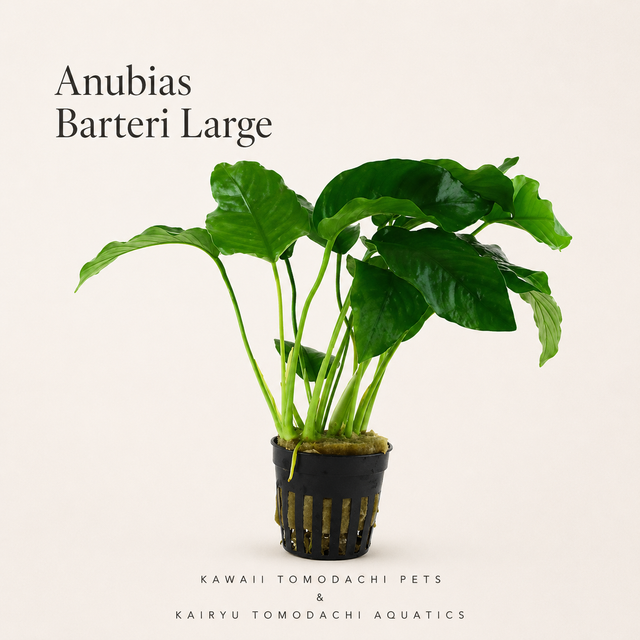 Anubias Barteri Live Aquarium Plant (Large)