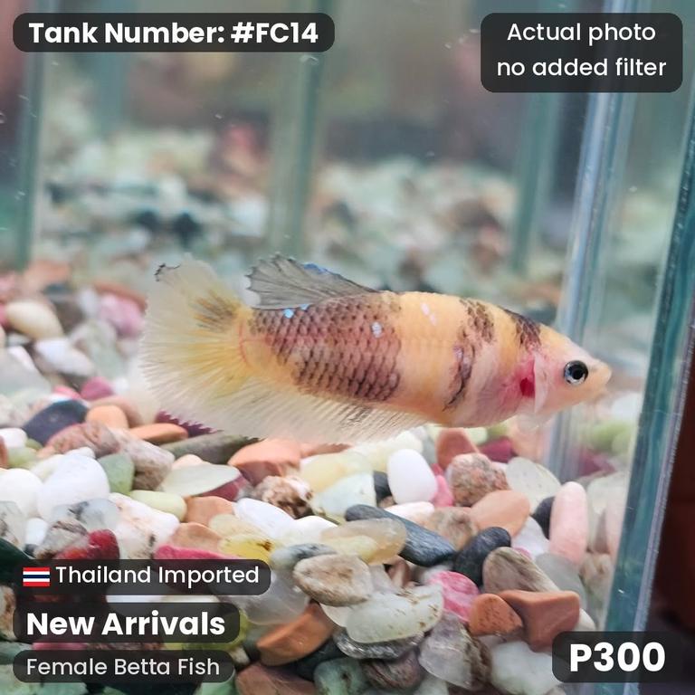 FC14 · Female Betta Fish