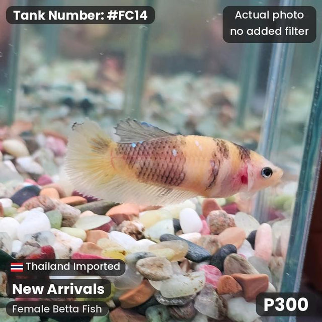 FC14 - Female Candy Koi