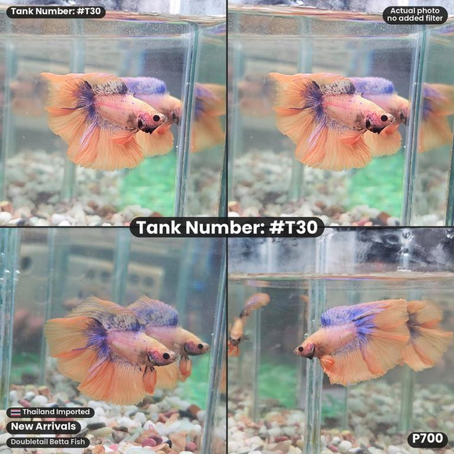 T30B - Male Yellow Mascot