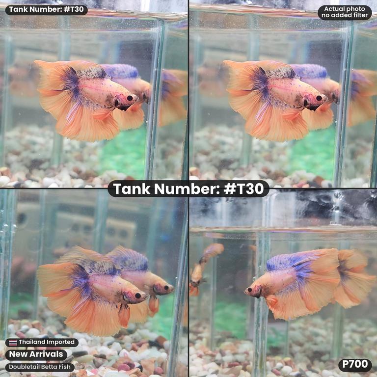 T30B · Male Doubletail Betta Fish