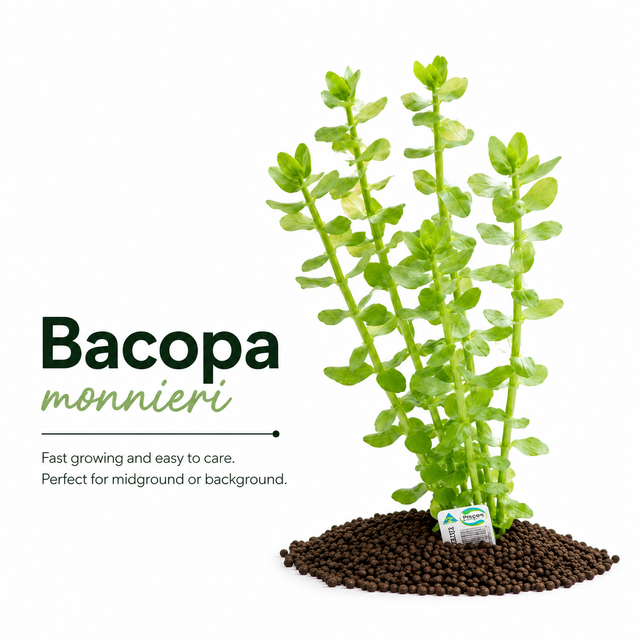 Bacopa (Bacopa monnieri) Live Aquarium Plant Bundle