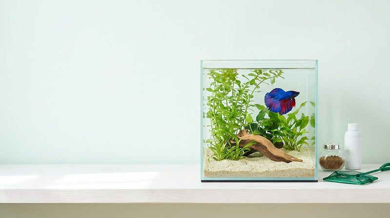 Planted glass betta tank on a white shelf with fish food, water conditioner and a net