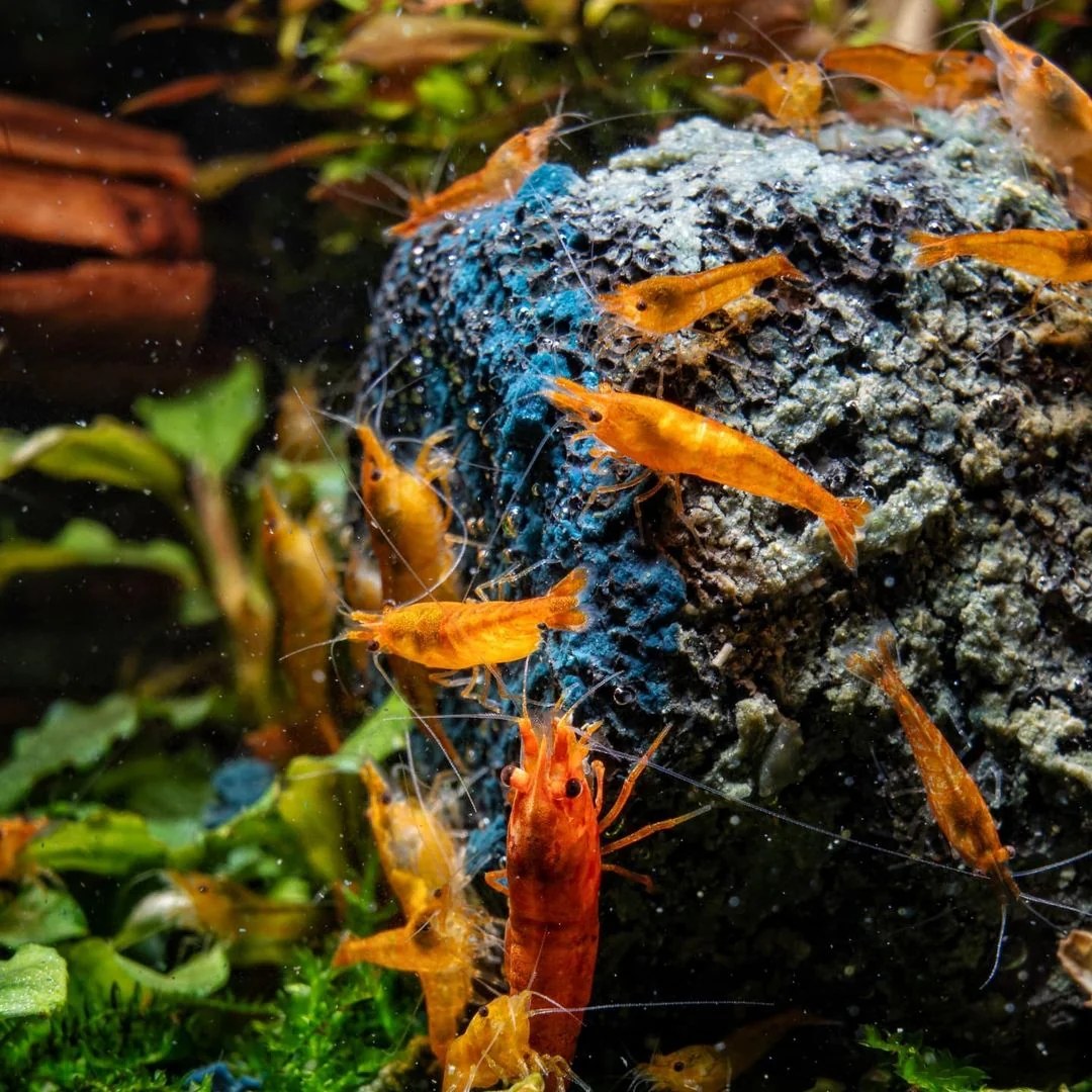 Freshwater Fish, Shrimp & Snails in Bacoor, Cavite · Kawaii Tomodachi Pets