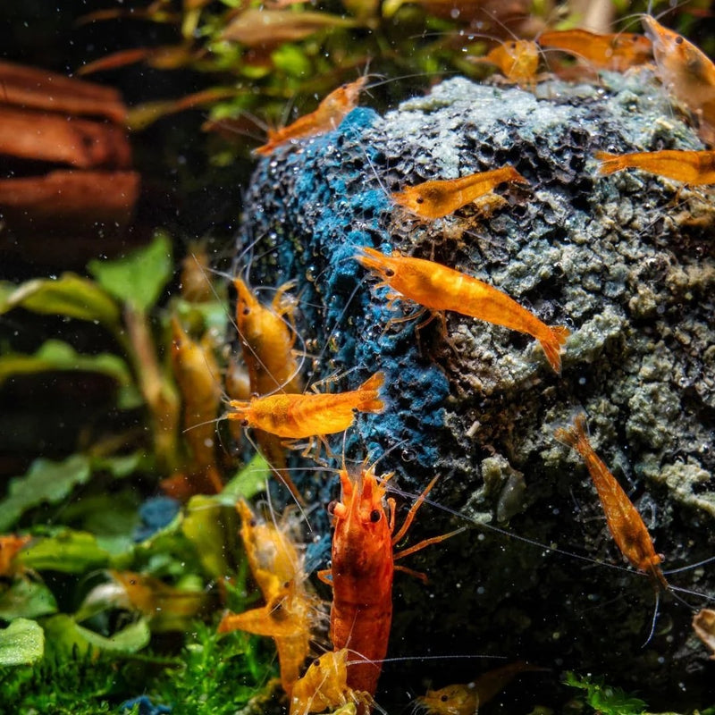 Orange and red shrimp on a mossy rock in a planted tank