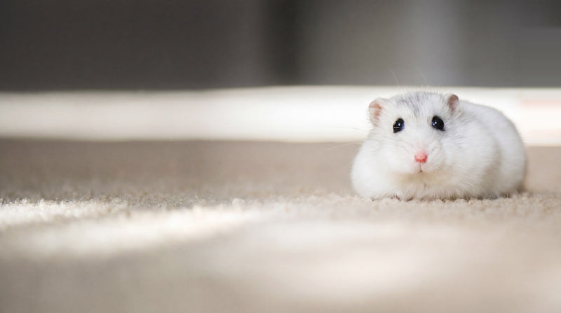 Winter White dwarf hamster on a carpet