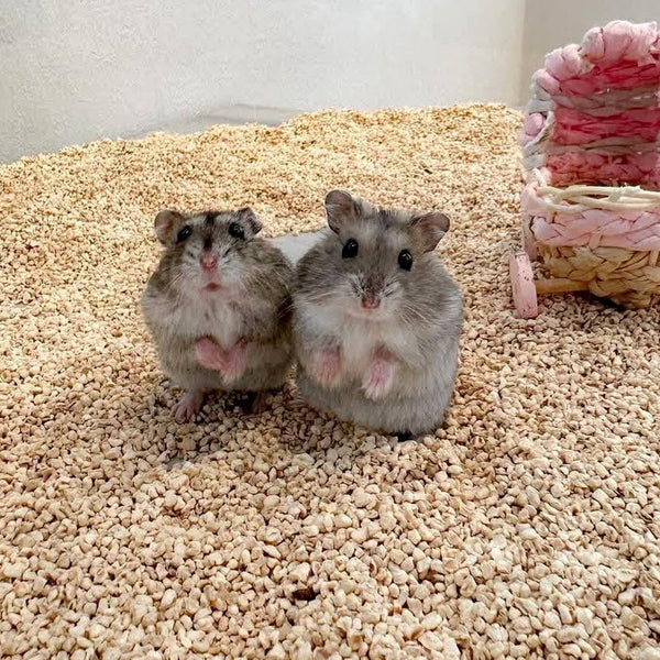 Two dwarf hamsters