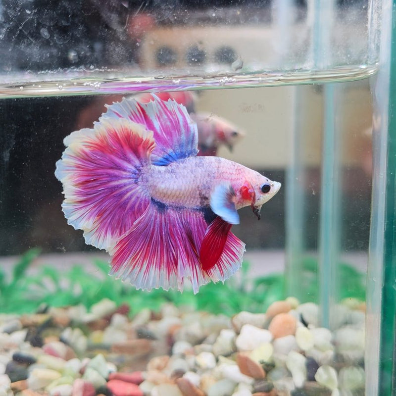Pink and blue betta in a small planted tank