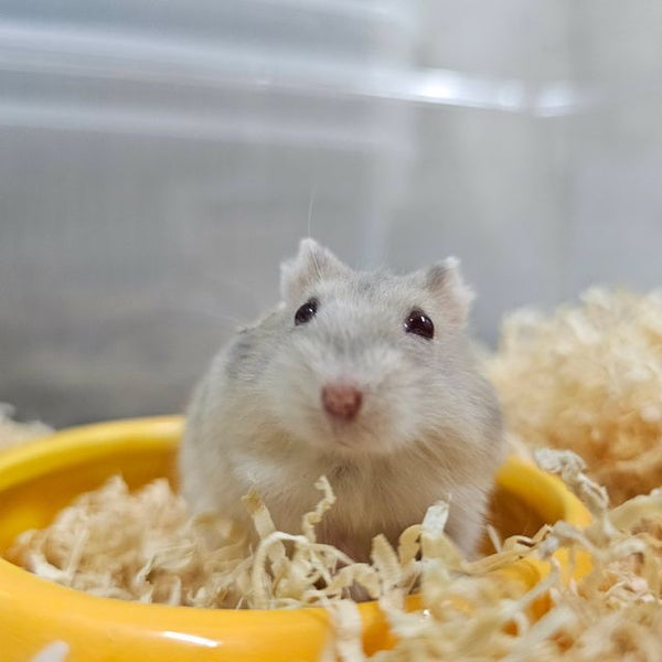 Winter White hamster in a yellow bowl