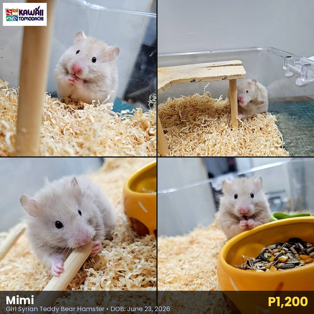 Mimi - Female Syrian Teddy Bear Hamster