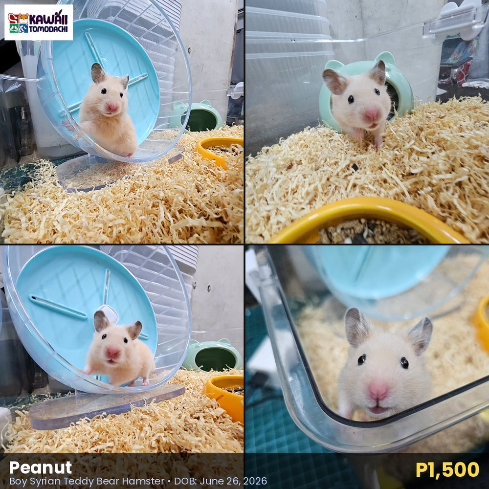 Peanut, male Syrian Teddy Bear hamster